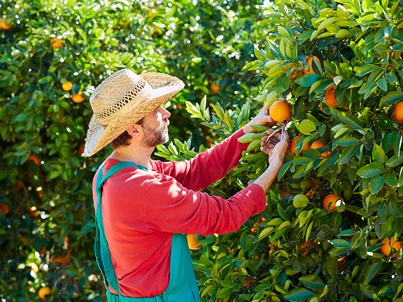 Farmer man harvesting oranges in an orange tree field