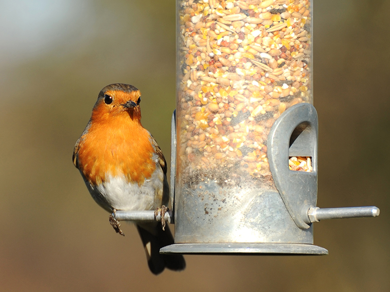 Robin on a bird feeder