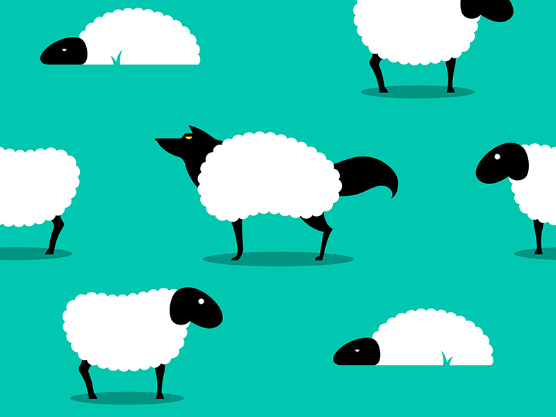 Wolf In Sheeps Clothing seamless Background, wolf dressed in sheep fleece hiding out in the flock