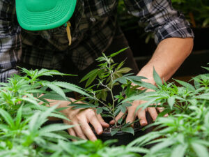 TSX to launch new pot index next week