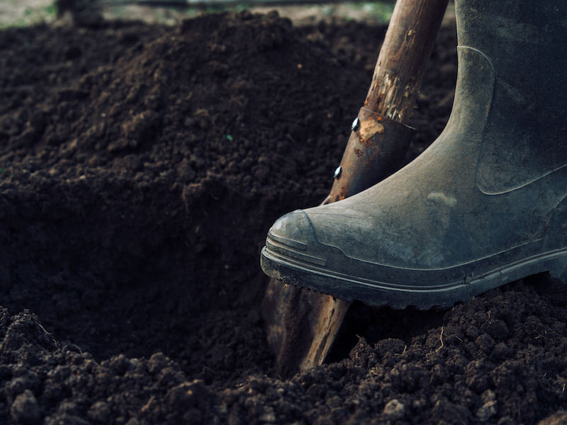 Unrecognizable man digs a hole by shovel in garden