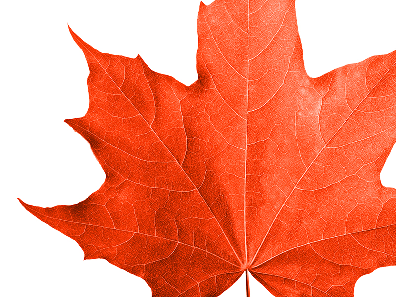 Red maple leaf isolated white background.
