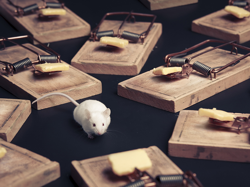 mouse in danger surrounded by mouse traps