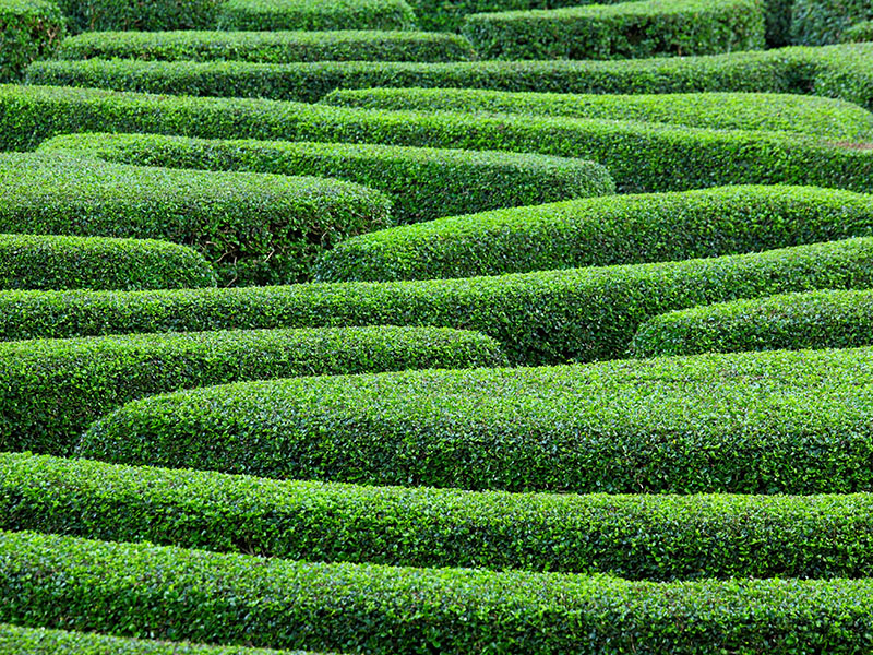 Green plant maze