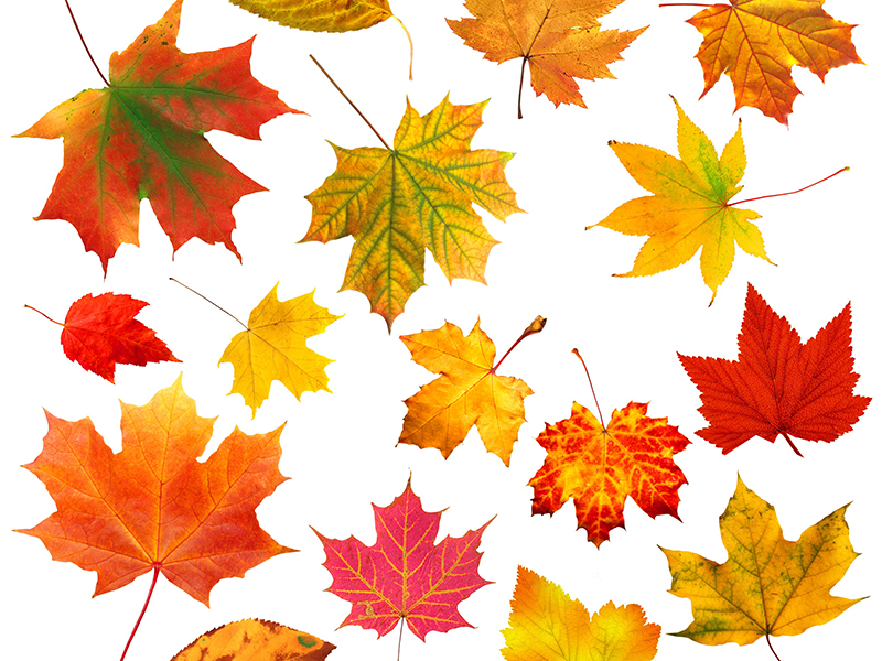 collection beautiful colourful autumn leaves isolated on white background