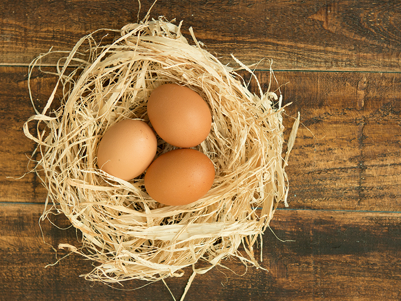 Eggs on nest