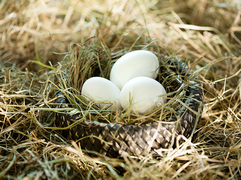 Three white eggs in the straw nest