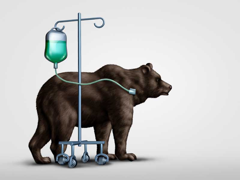 Weak Bear market on life support and Economic recovery concept as a financial loss metaphor and stock market economy as a finance and budgeting challenge idea with 3D illustration elements.