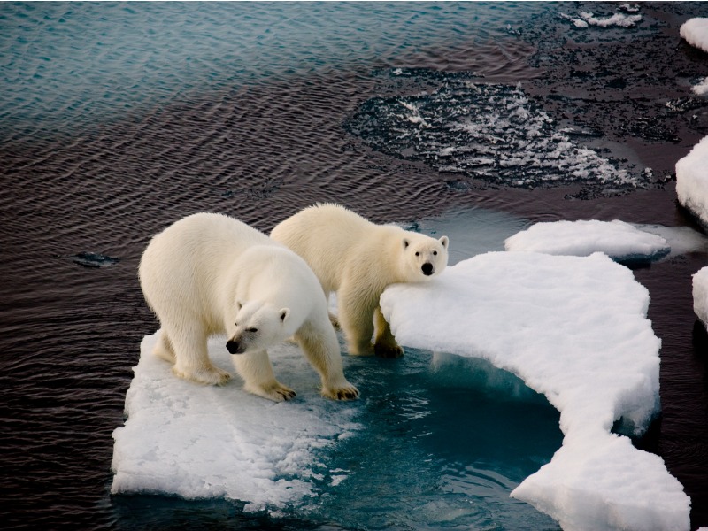 Two polar bears on a small ice floe stock photo