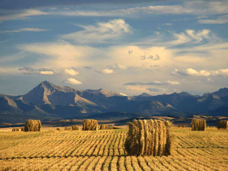 agriculture in Alberta