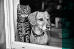How to protect pets in estate planning